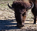 CSU Bison