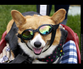 2019-09-28 Tour de Corgi