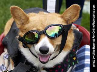 2019-09-28  Tour de Corgi