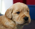 golden retriever puppy