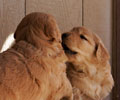 golden retriever puppy