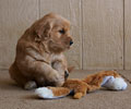 golden retriever puppy