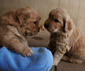 golden retriever puppy