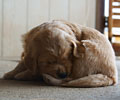 golden retriever puppy