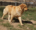 golden retriever