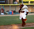 Fort Collins Foxes mascot losing the race