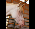 Cloud at Four Directions Horse Farm