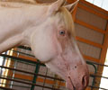 Cloud at Four Directions Horse Farm