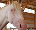 Cloud at Four Directions Horse Farm