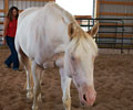 Cloud and Kris at Four Directions Horse Farm