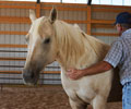 Star and Will at Four Directions Horse Farm