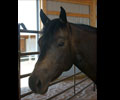 Jay at Four Directions Horse Farm