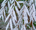 Snow accumulation during the Cache la Poudre River Cleanup