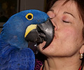 Kim and her Hyacinth Macaw