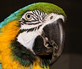 Blue and Gold Macaw