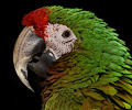 Military Macaw