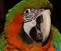 Hybrid Macaw