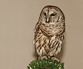 Barred Owl