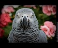 African Gray Parrot at the RMSA Exotic Bird Festival