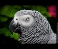 African Gray Parrot at the RMSA Exotic Bird Festival