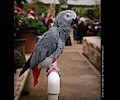 African Gray Parrot at the RMSA Exotic Bird Festival