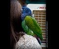 Blue Headed Pionus at the RMSA Exotic Bird Festival