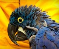 Blue Hyacinth Macaw at the RMSA Exotic Bird Festival