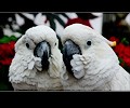 Citron Cockatoo and Umbrella Cockatoo at the RMSA Exotic Bird Festival