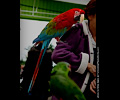 Macaw at the RMSA Exotic Bird Festival