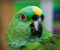 Yellow Front Amazon Parrot at the RMSA Exotic Bird Festival