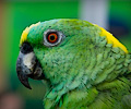 Yellow Front Amazon Parrot at the RMSA Exotic Bird Festival