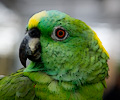 Yellow Front Amazon Parrot at the RMSA Exotic Bird Festival
