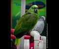 Yellow Front Amazon Parrot at the RMSA Exotic Bird Festival