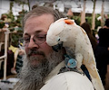 Moluccan Cockatoo at the RMSA Exotic Bird Festival