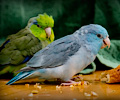 Pacific Parrotlets at the RMSA Exotic Bird Festival