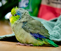 Pacific Parrotlets at the RMSA Exotic Bird Festival