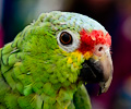 Red Lored Amazon Parrot at the RMSA Exotic Bird Festival