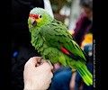 Red Lored Amazon Parrot at the RMSA Exotic Bird Festival