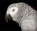 African Gray Parrot at the Rocky Mountain Bird Expo