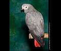 African Gray Parrot at the Rocky Mountain Bird Expo