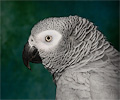 African Gray Parrot at the Rocky Mountain Bird Expo