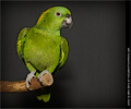 Amazon Parrot at the Rocky Mountain Bird Expo