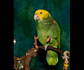 Amazon Parrot at the Rocky Mountain Bird Expo