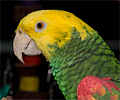 Amazon Parrot at the Rocky Mountain Bird Expo