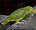 Amazon Parrot at the Rocky Mountain Bird Expo