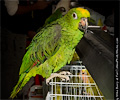 Amazon Parrot at the Rocky Mountain Bird Expo