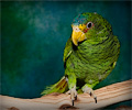 Amazon Parrot at the Rocky Mountain Bird Expo