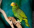 Amazon Parrot at the Rocky Mountain Bird Expo