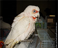 Bare Eyed Cockatoo at the Rocky Mountain Bird Expo