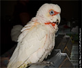 Bare Eyed Cockatoo at the Rocky Mountain Bird Expo
